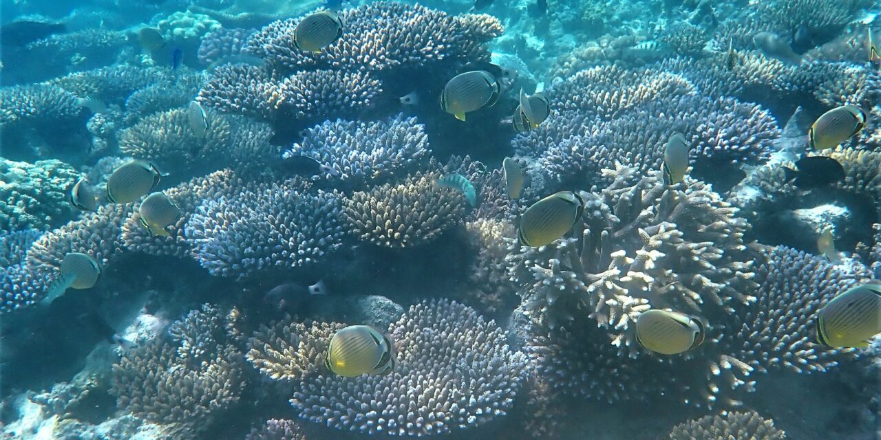 Explore the Magnificent Coral Reefs of the Marshall Islands